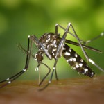 Mały komar, wielki strach – wirus zika